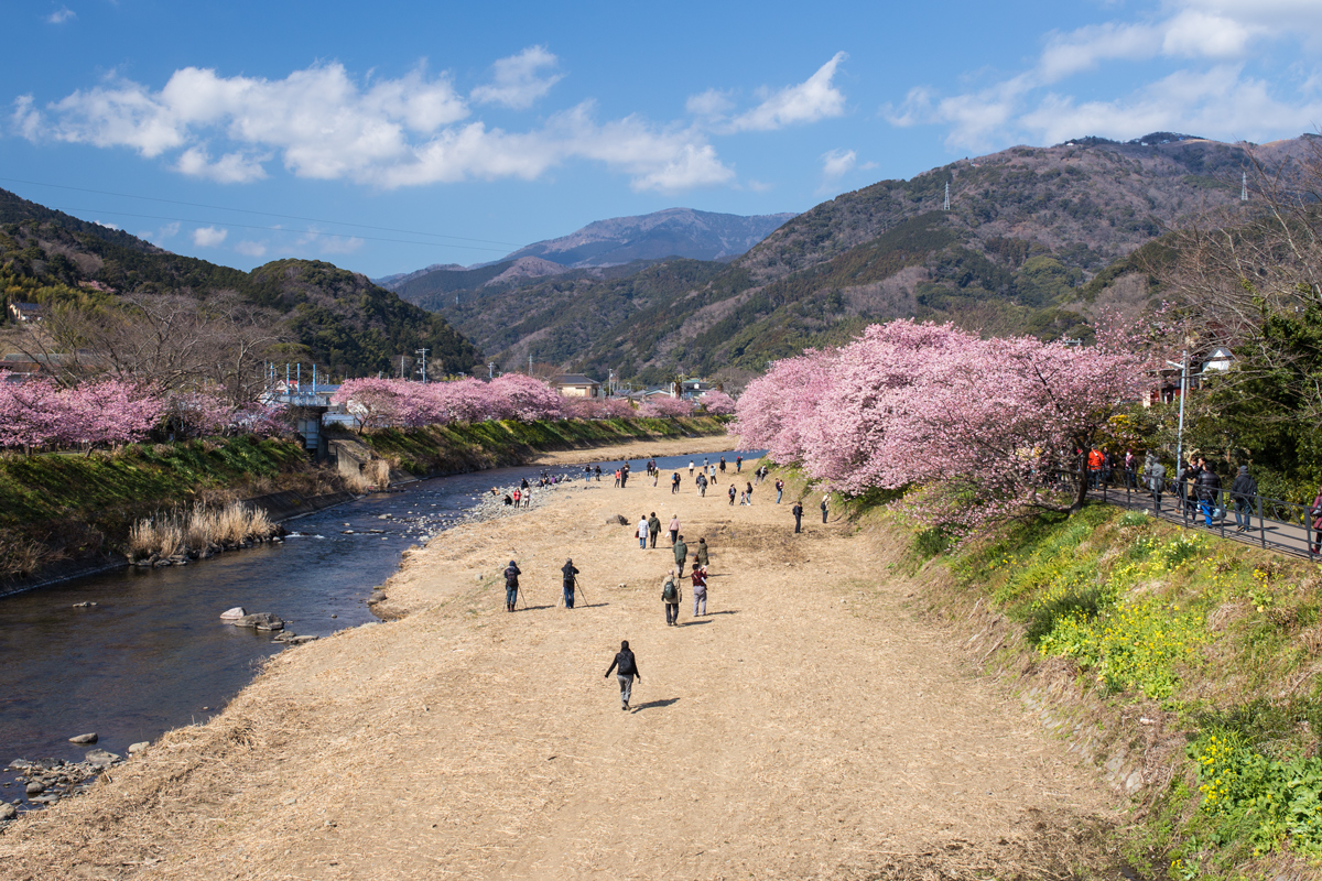 Kawazu Cherry Blossoms from Kinomiya Bridge