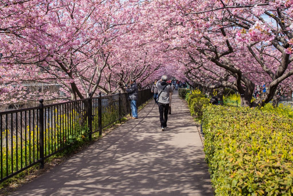 Early Spring Cherry Blossom: Kawazu Sakura | TiptoeingWorld