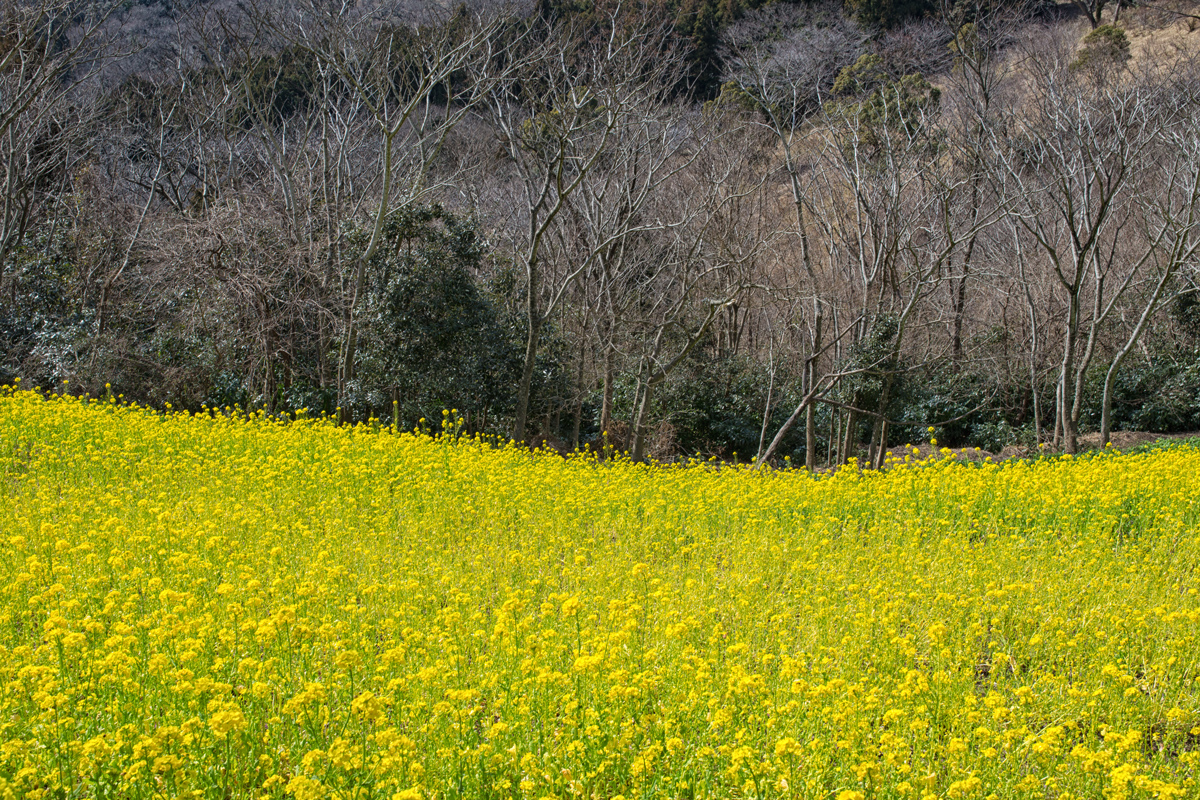 Canola Flowers Field at Mother Farm Chiba