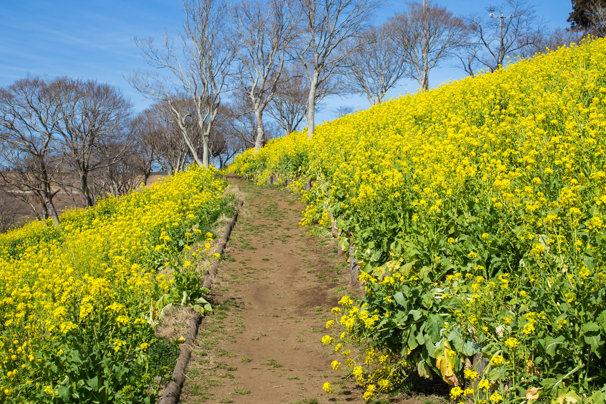 Canola Flowers Field at Mother Farm Chiba
