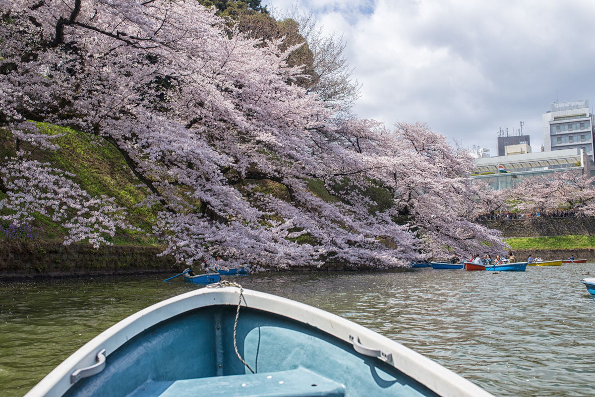 Chidorigafuchi Boat Riding Guide for Cherry Blossom Viewing