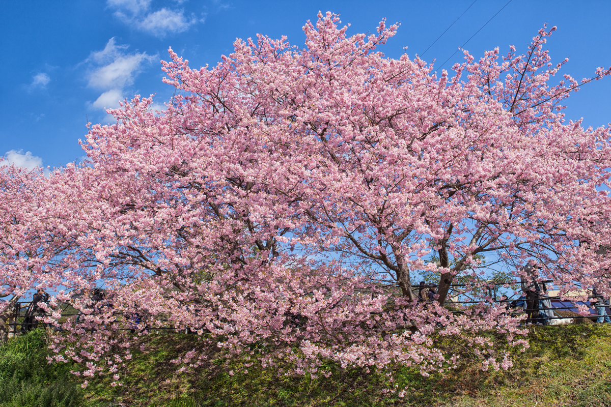 Kawazu Cherry Blossom