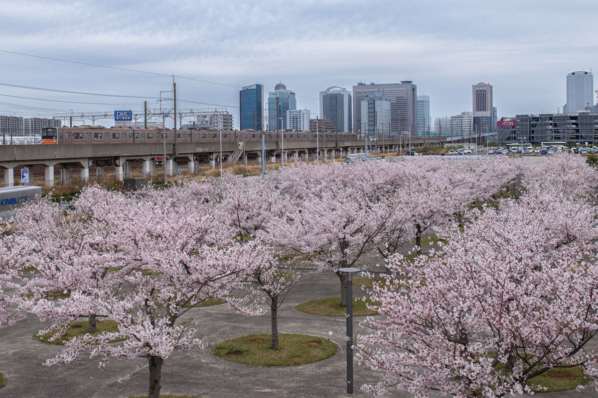 Makuhari and Cherry Blossom Square