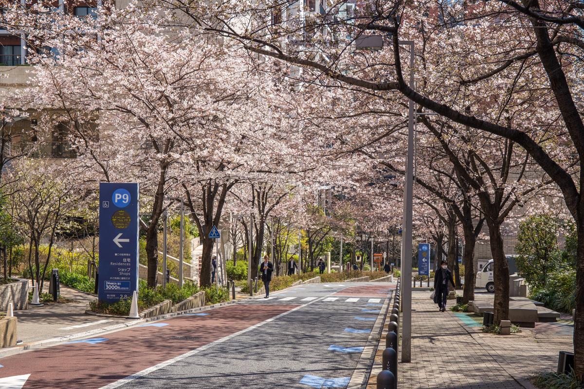 Cherry Blossom Site Sakurazaka Tokyo