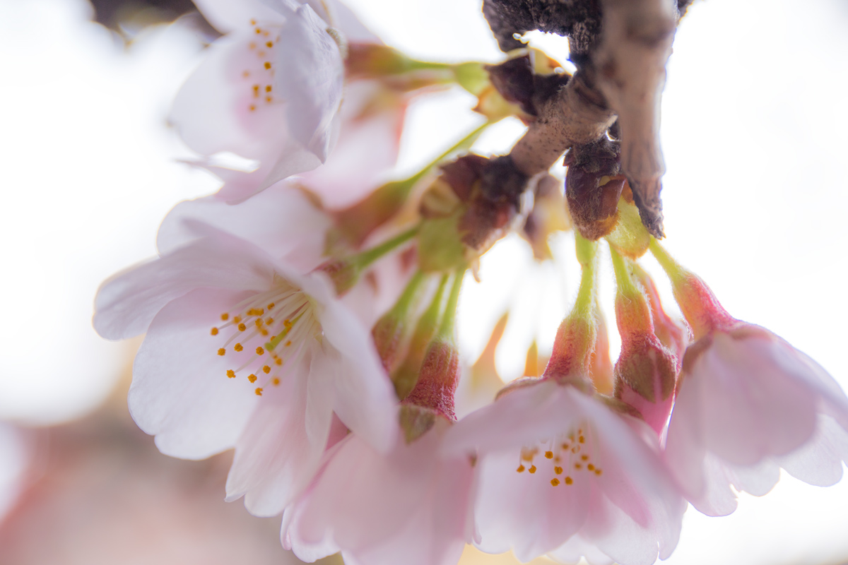 Somei Yoshino Cherry Blossoms
