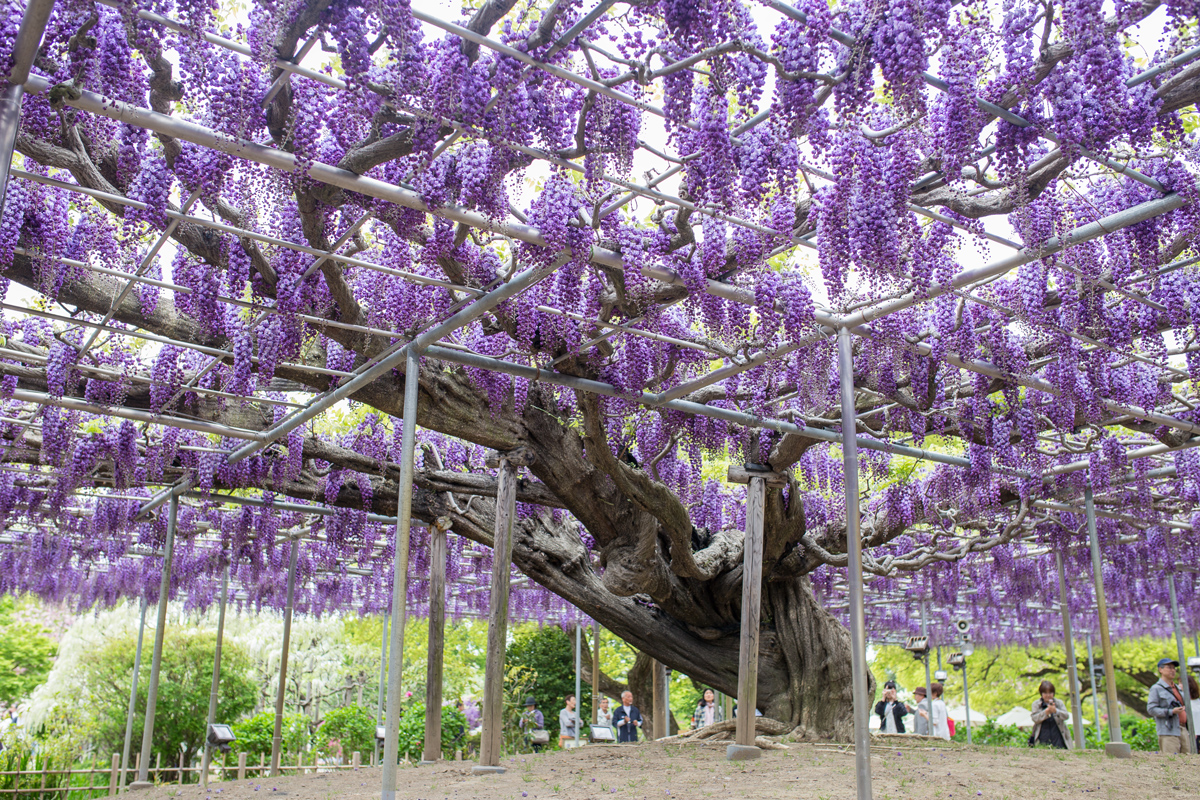 7 Top Reasons to Visit Ashikaga Flower Park | TiptoeingWorld