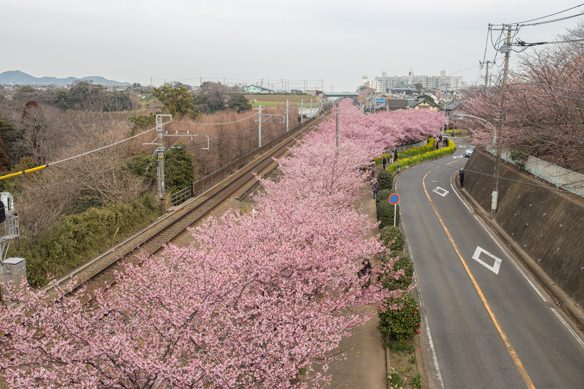 Miura Kaigan Kawazu Cherry Blossoms