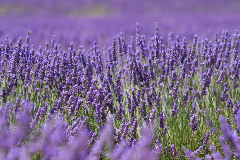 A Guide to Lavender Field in Valensole, France | TiptoeingWorld