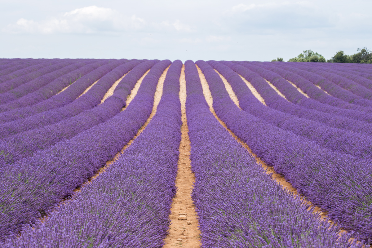 A Guide to Lavender Field in Valensole, France TiptoeingWorld