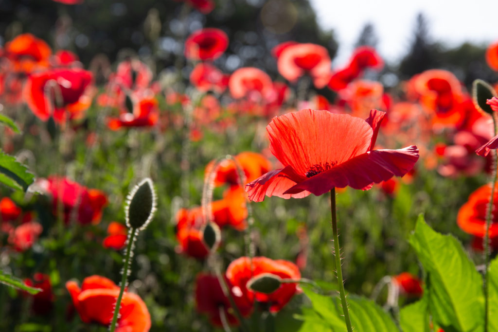 Poppies Showa Kinen Park Tokyo