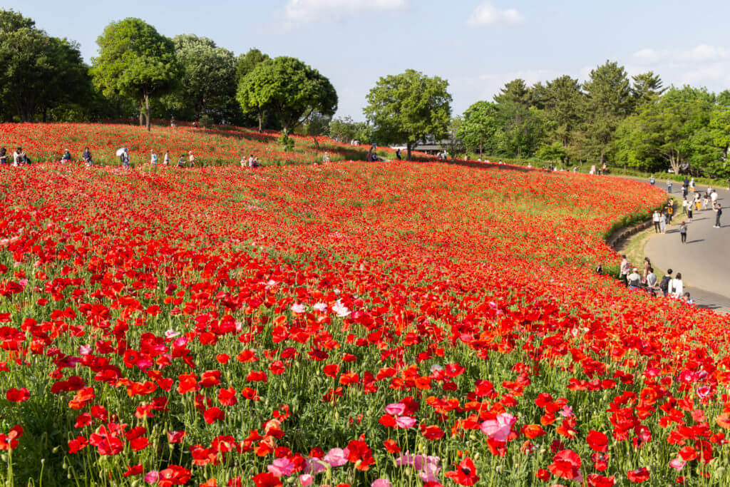 Poppies Flower HIll Showa Kinen Park View