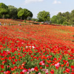 Poppies Flower HIll Showa Kinen Park View