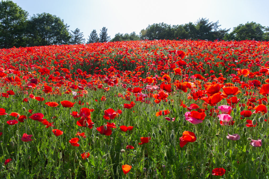 Poppies Showa Kinen Park