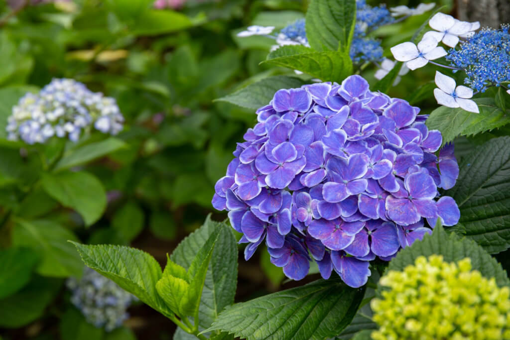 Blue Hydrangea Hakusan