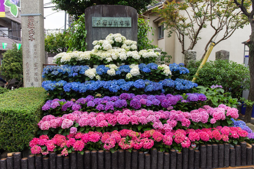 Hakusan Shrine Hydrangea