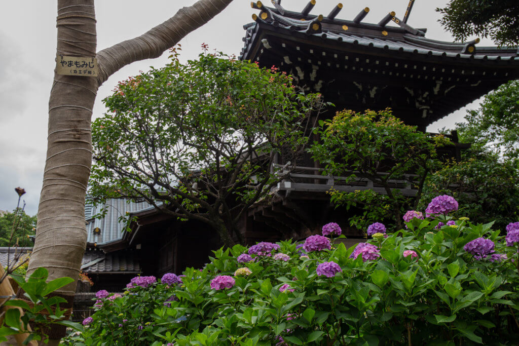 Hakusan Shrine Tokyo