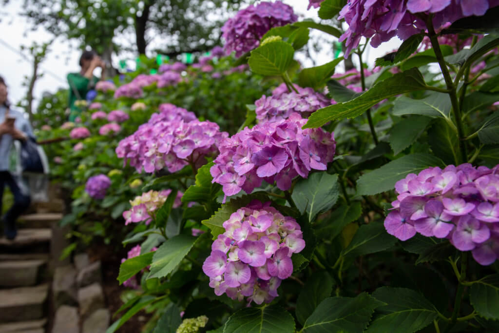 Hydrangea Hakusan Fujizuka Hill