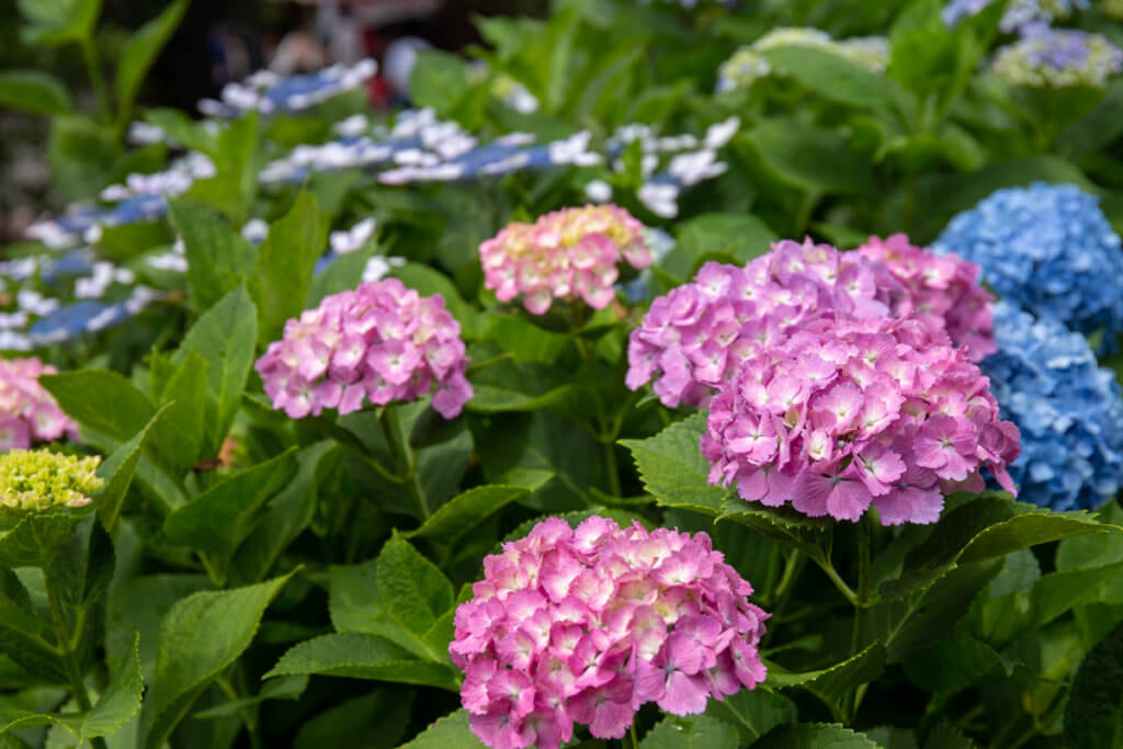 Hydrangea Hakusan Shrine