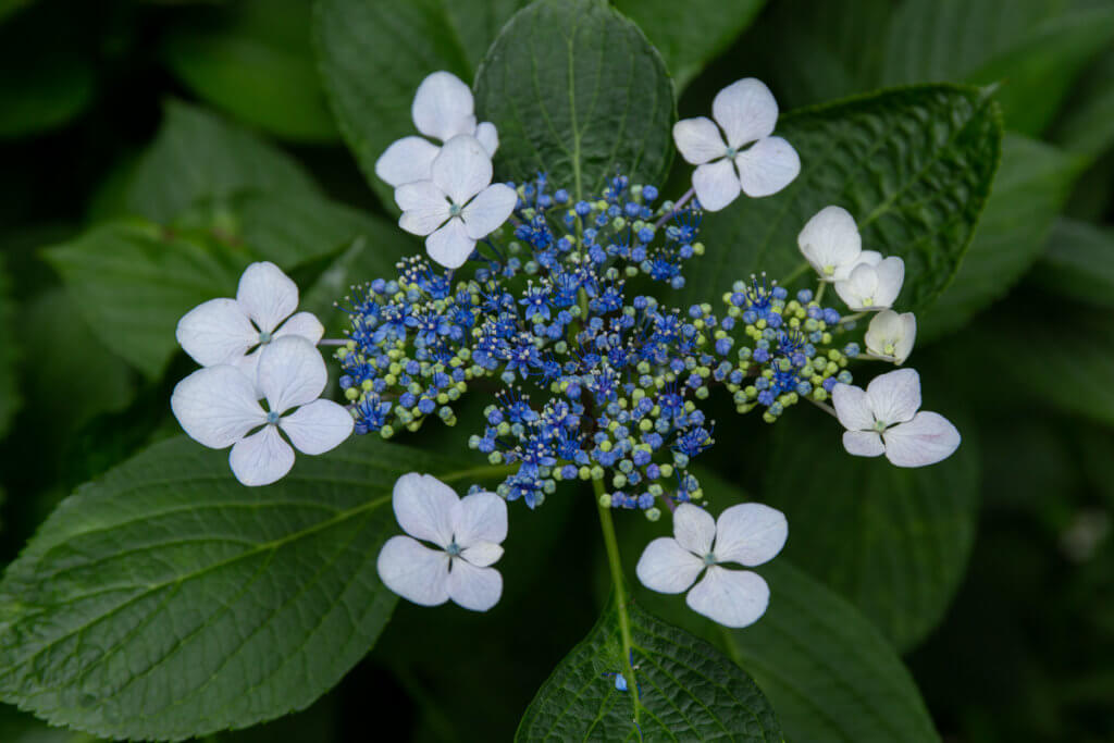 Hydrangea Hakusan Shrine