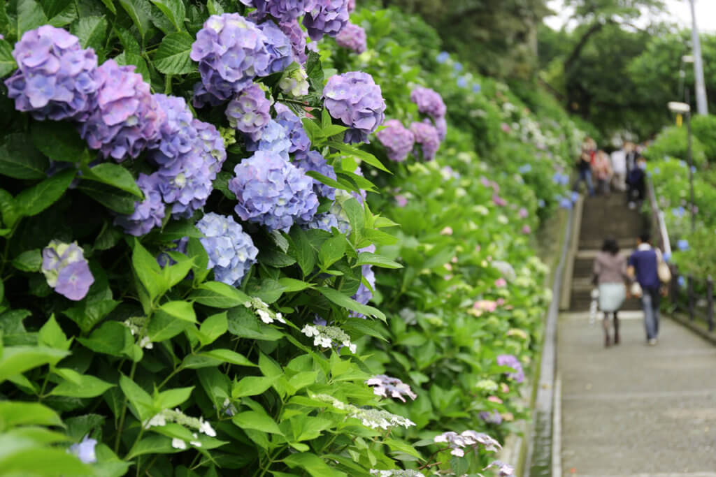 Hydrangea Kamakura