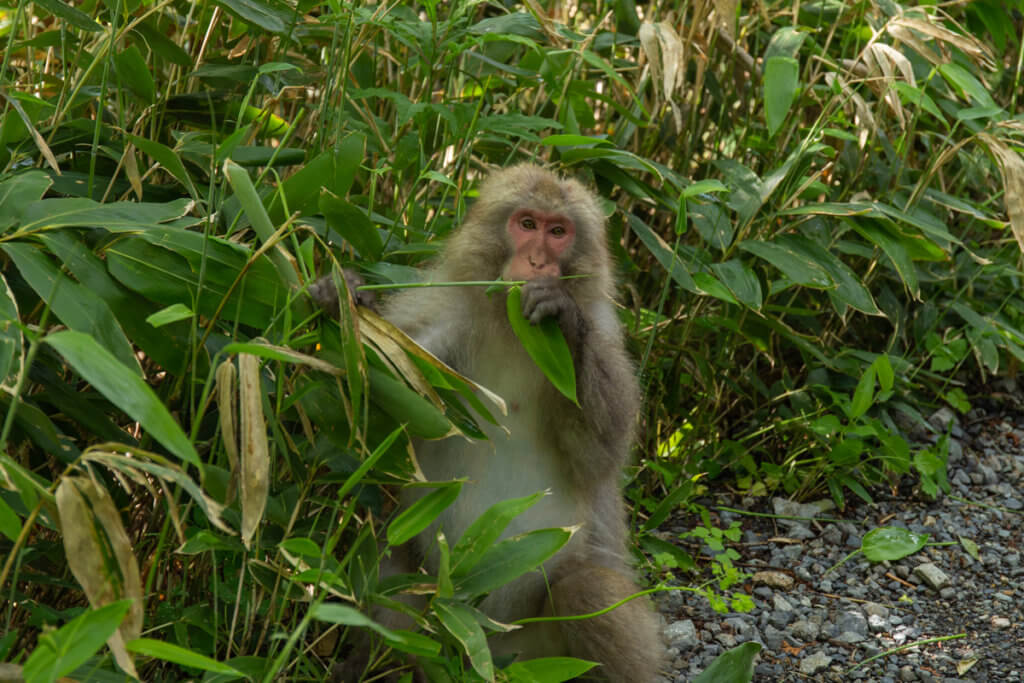 Monkey Kamikochi Nagano