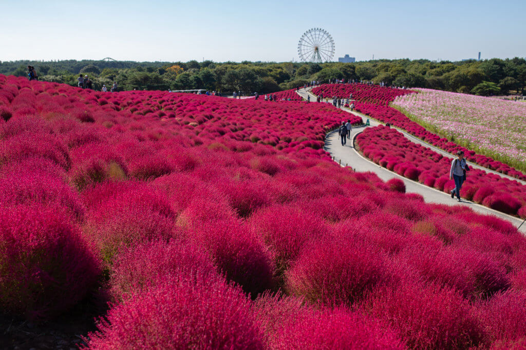 Hitachi Seaside Park Autumn