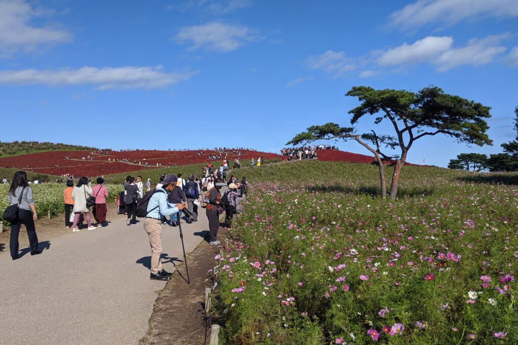 Hitachi Seaside Park Autumn