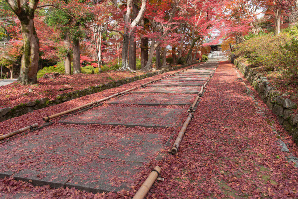 Bishamondo Autumn