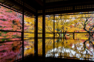 Rurikoin Autumn Kyoto