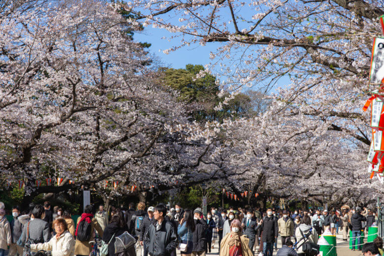 Ueno Park 2020 : Sakura Cherry Blossom Report | TiptoeingWorld