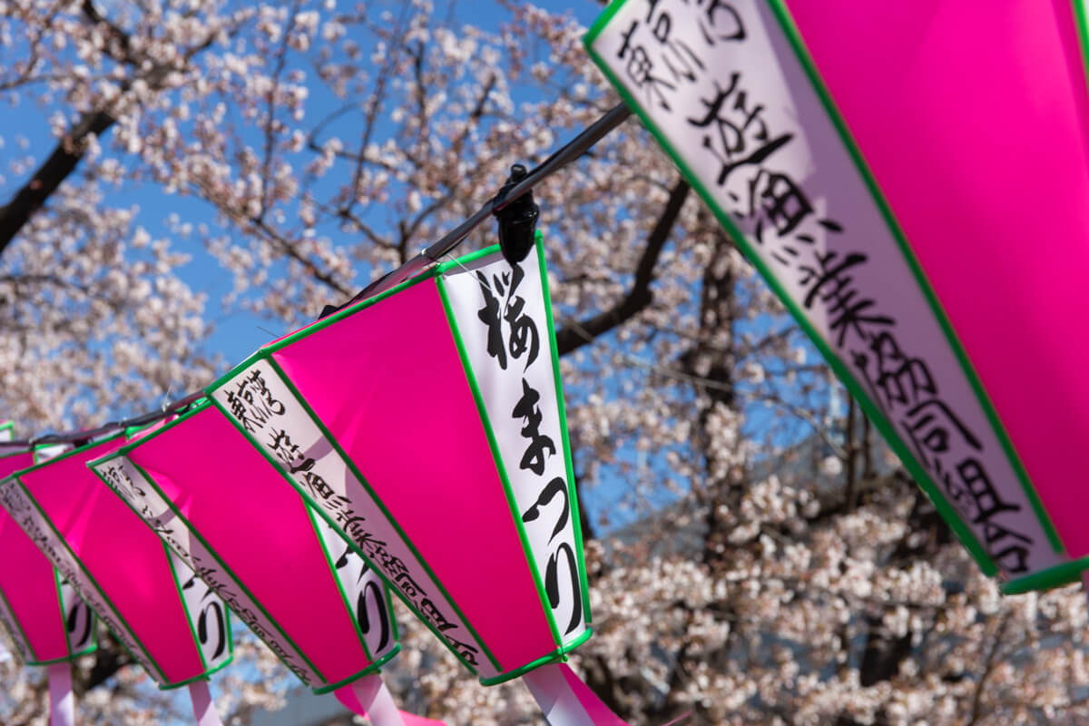 Sumida Park Sakura Cherry Blossom 2020 | TiptoeingWorld